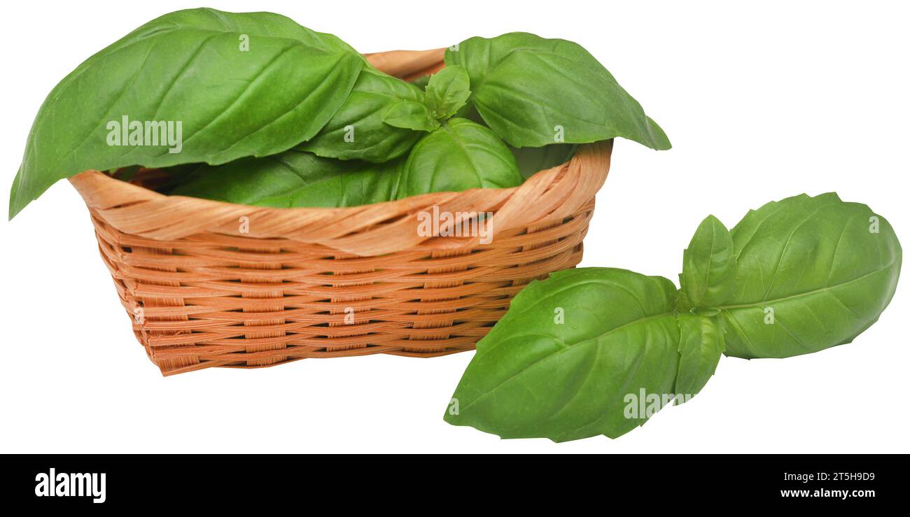 Fresh basil leaves closeup and isolated Stock Photo