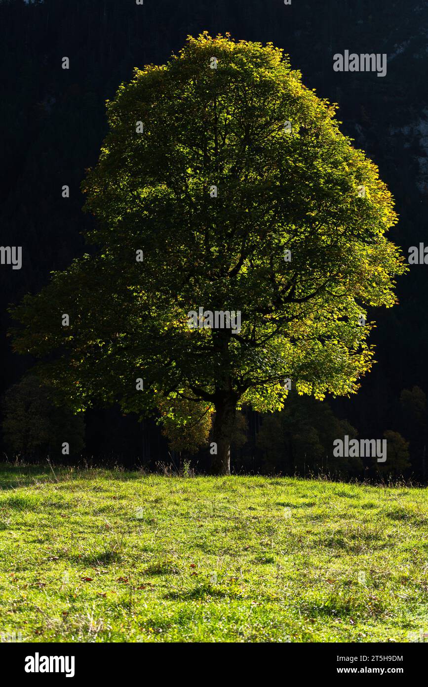 Colorful fall foilage in the Ahorn Boden, Maple Ground, Engtal or Eng Valley,  nature reserve Karwendel Masif, the Alps, Tyrol, Austria, Stock Photo