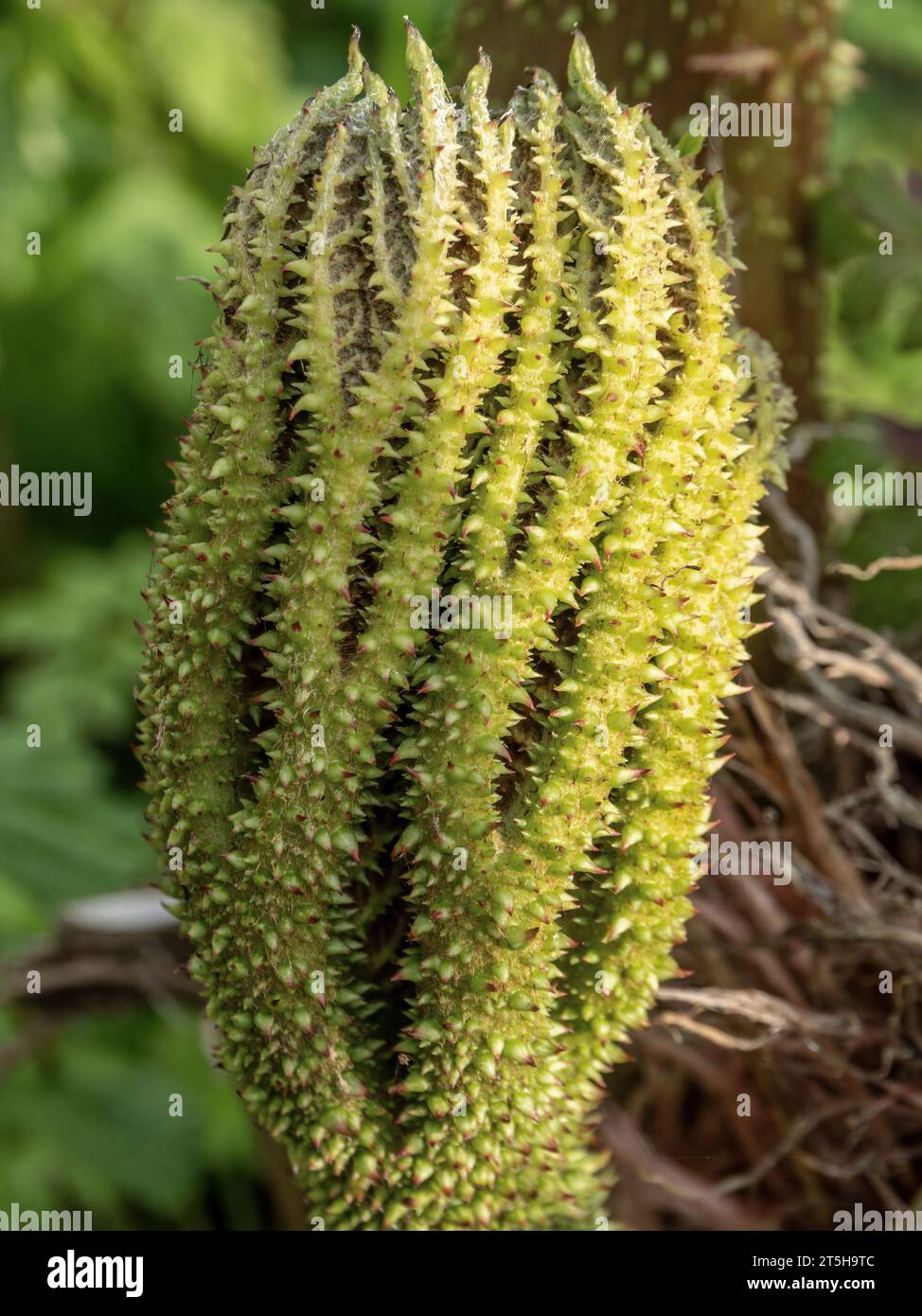 Gunnera manicata closeup of shoots in springtime, aka Giant Rhubarb. Stock Photo