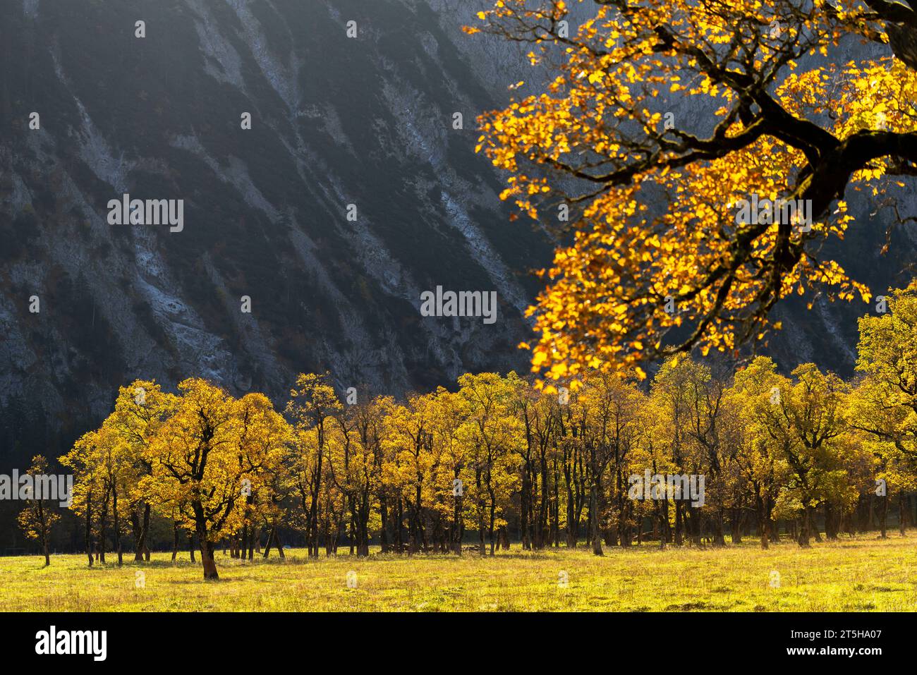 Colorful fall foilage in the Ahorn Boden, Maple Ground, Engtal or Eng Valley,  nature reserve Karwendel Masif, the Alps, Tyrol, Austria, Stock Photo