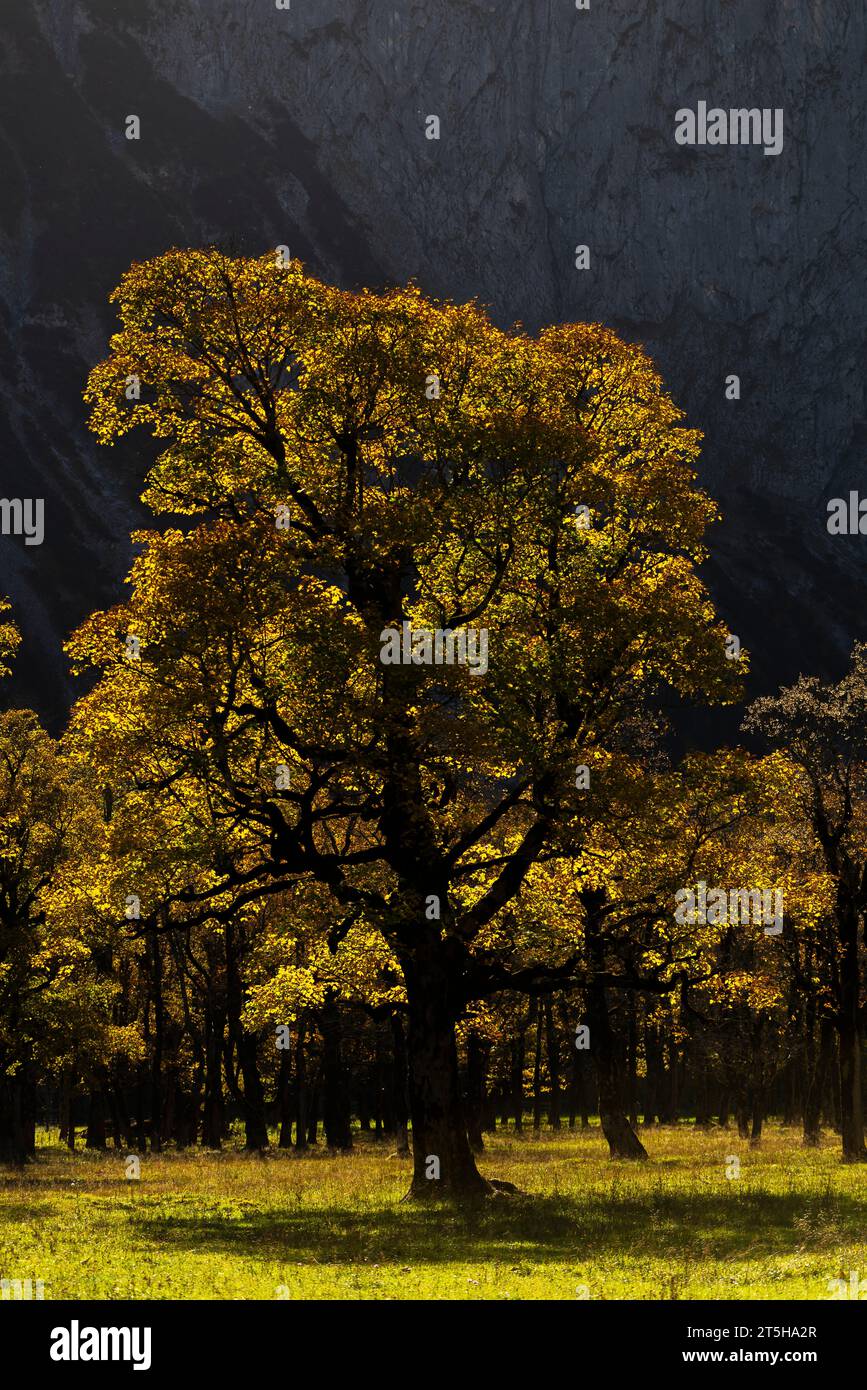 Colorful fall foilage in the Ahorn Boden, Maple Ground, Engtal or Eng Valley,  nature reserve Karwendel Masif, the Alps, Tyrol, Austria, Stock Photo