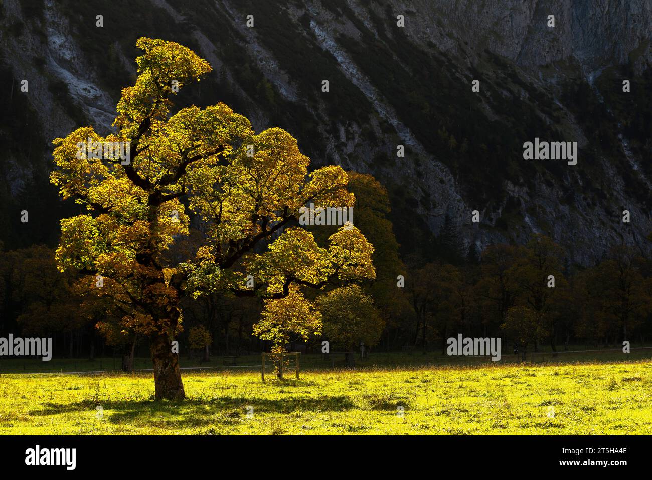 Colorful fall foilage in the Ahorn Boden, Maple Ground, Engtal or Eng Valley,  nature reserve Karwendel Masif, the Alps, Tyrol, Austria, Stock Photo