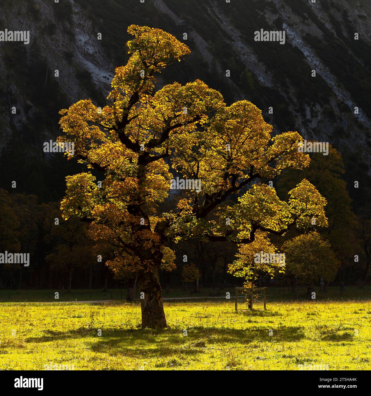 Colorful fall foilage in the Ahorn Boden, Maple Ground, Engtal or Eng Valley,  nature reserve Karwendel Masif, the Alps, Tyrol, Austria, Stock Photo