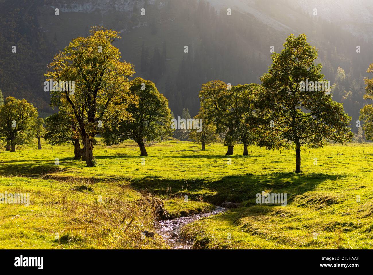 Colorful fall foilage in the Ahorn Boden, Maple Ground, Engtal or Eng Valley,  nature reserve Karwendel Masif, the Alps, Tyrol, Austria, Stock Photo