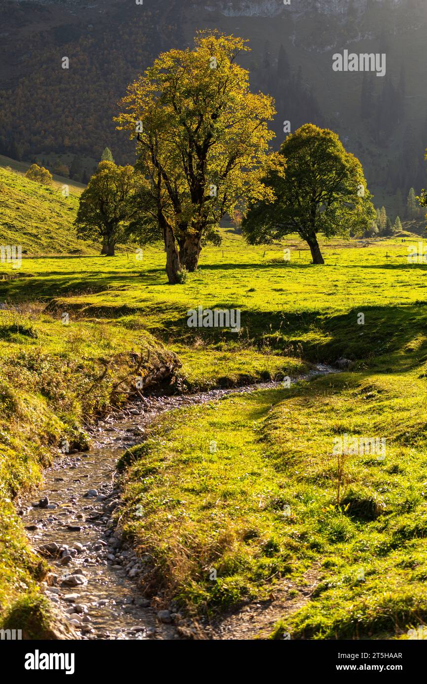 Colorful fall foilage in the Ahorn Boden, Maple Ground, Engtal or Eng Valley,  nature reserve Karwendel Masif, the Alps, Tyrol, Austria, Stock Photo