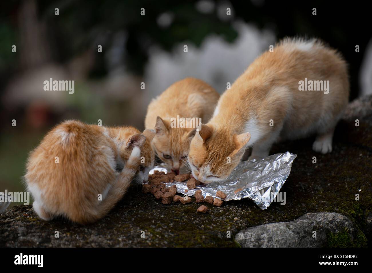 very cute kittens in a village of Salamanca, Montemayor del Rio Stock Photo