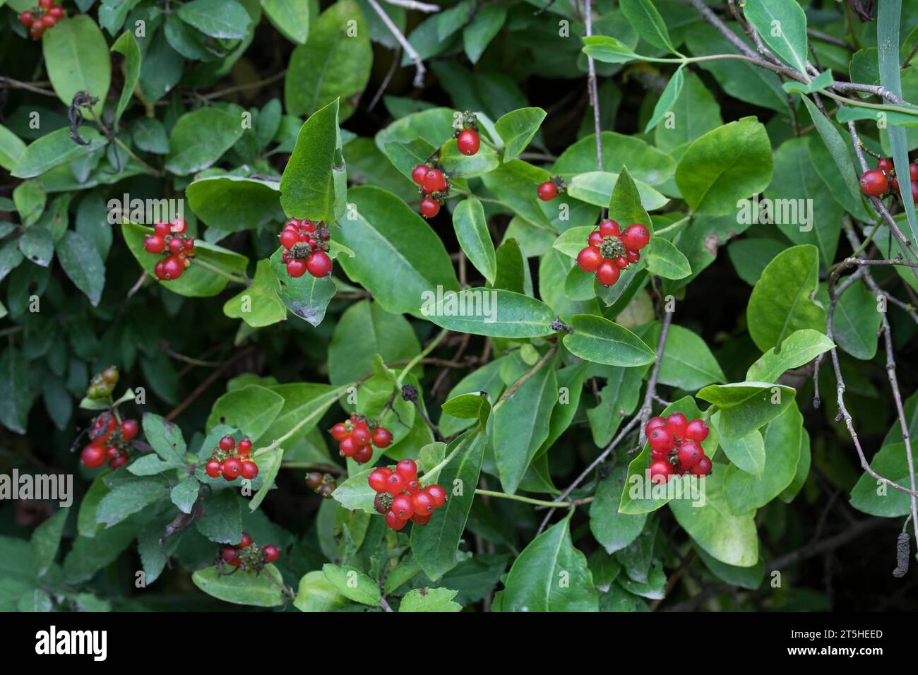 vine plant Potato Vine  Plant Detectives