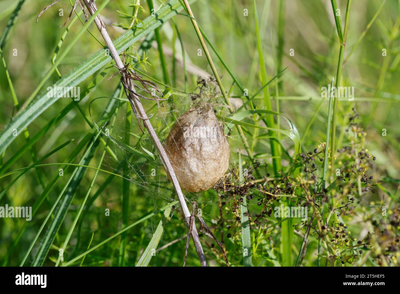 Wespenspinne, Zebraspinne, Wespen-Spinne, Zebra-Spinne, Kokon, Eikokon, Argiope bruennichi, wasp spider, black-and-yellow argiope, black-and-yellow ga Stock Photo