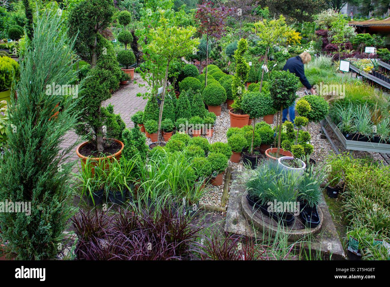 View in plant store outdoors with amazing potted plants ( coniferous