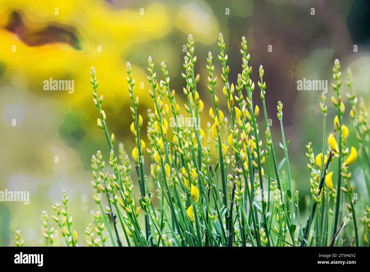 Amazing yellow Cytisus scoparius (commom broom or Scotch broom) in Botanical garden of Berlin Stock Photo