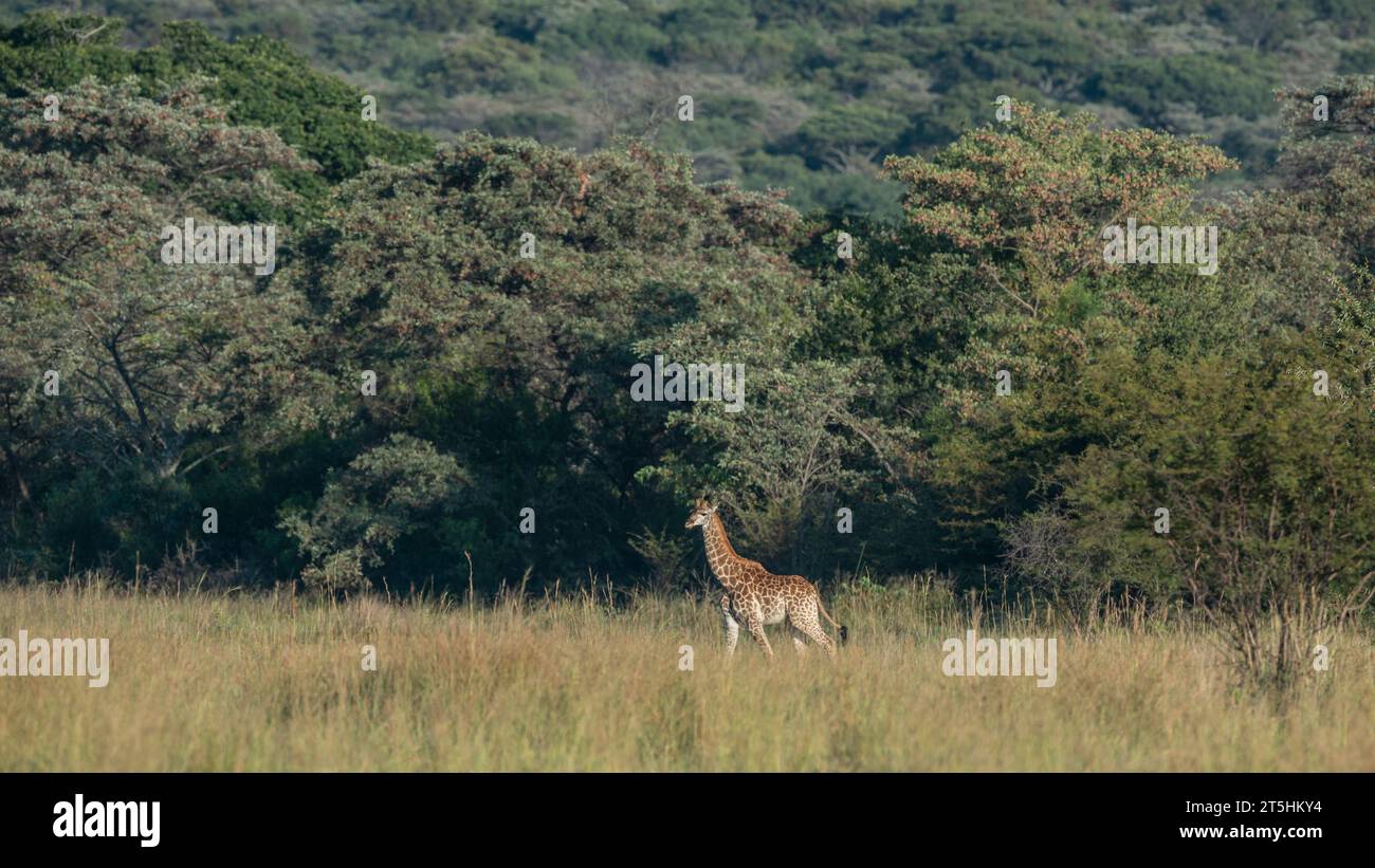 South African giraffe (Giraffa camelopardalis giraffa) Stock Photo