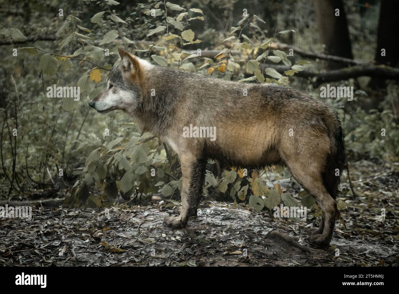 Wolf Looking out over forest floor ready to hunt Stock Photo