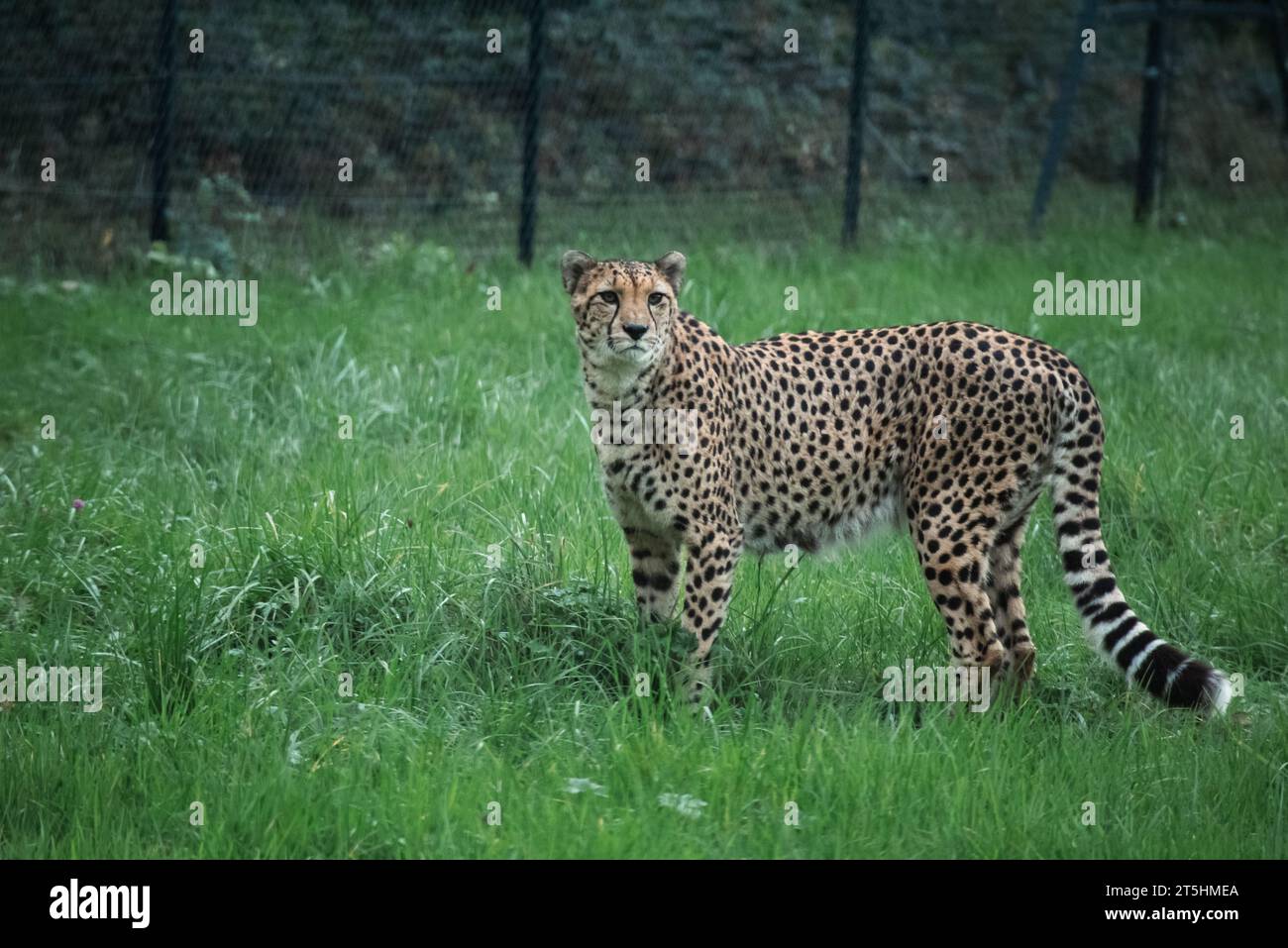 Male Cheetah, walking around on the hunt for food at Bristol Zoo