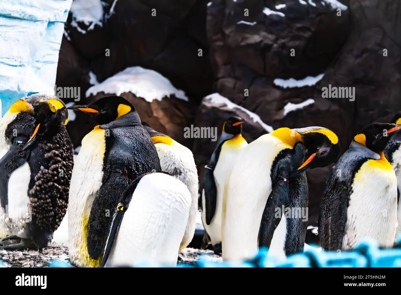 Emperor penguins Stock Photo - Alamy