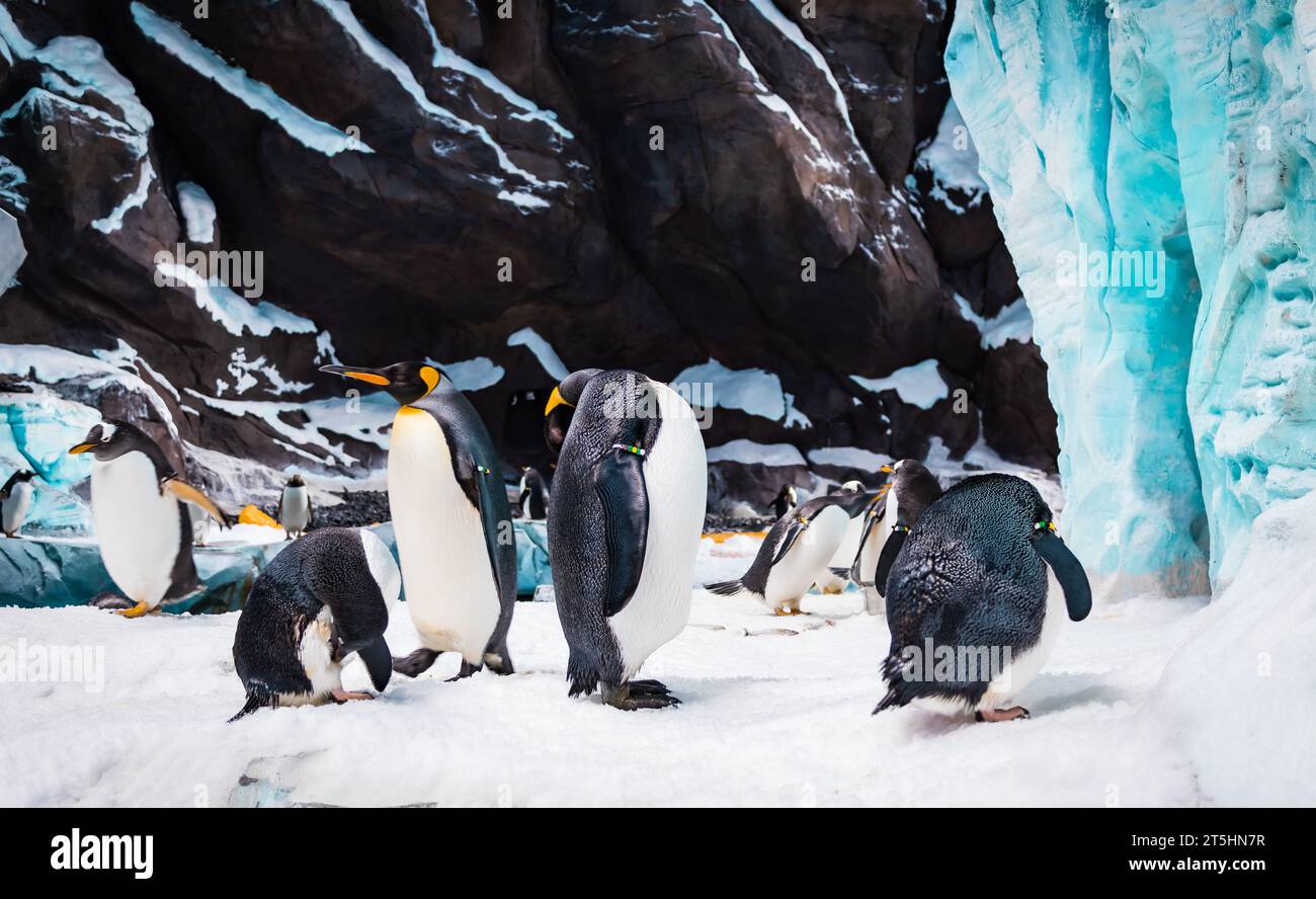 Emperor penguins Stock Photo - Alamy
