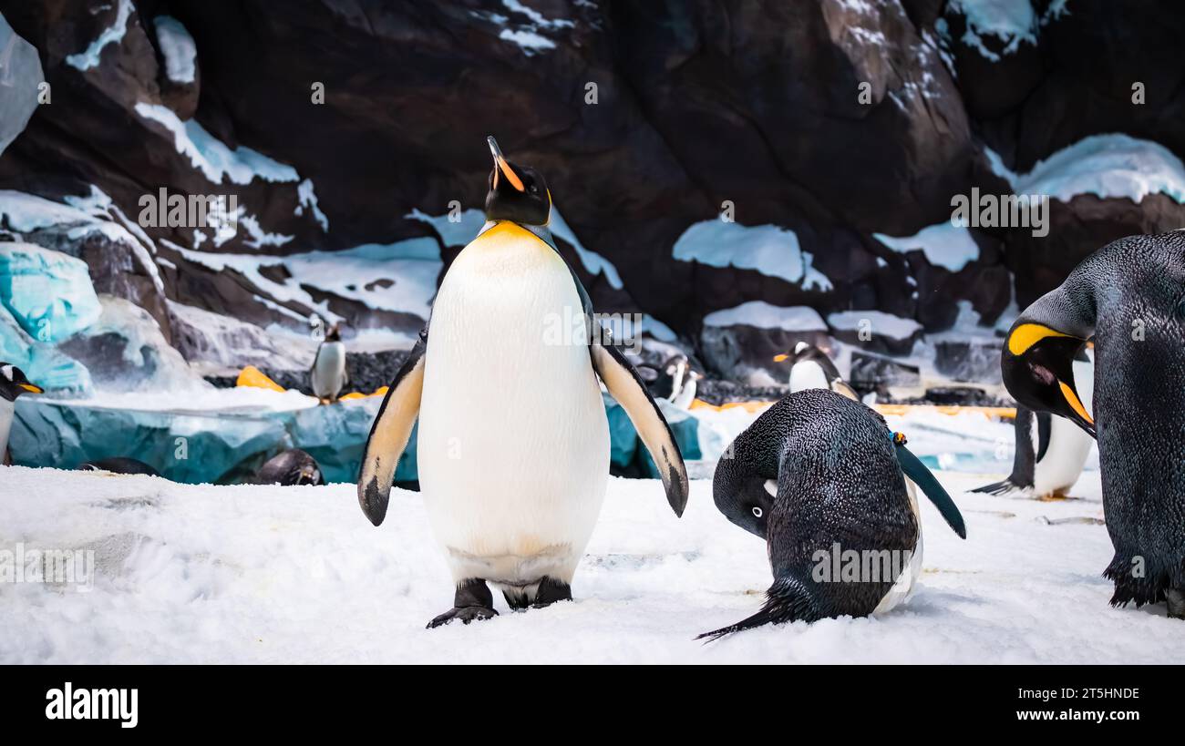 Emperor penguins Stock Photo - Alamy