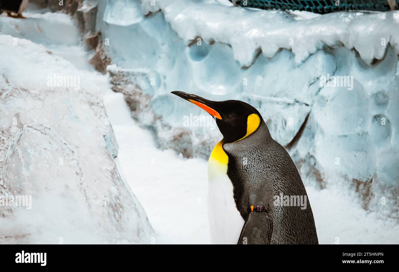 Emperor penguins Stock Photo - Alamy