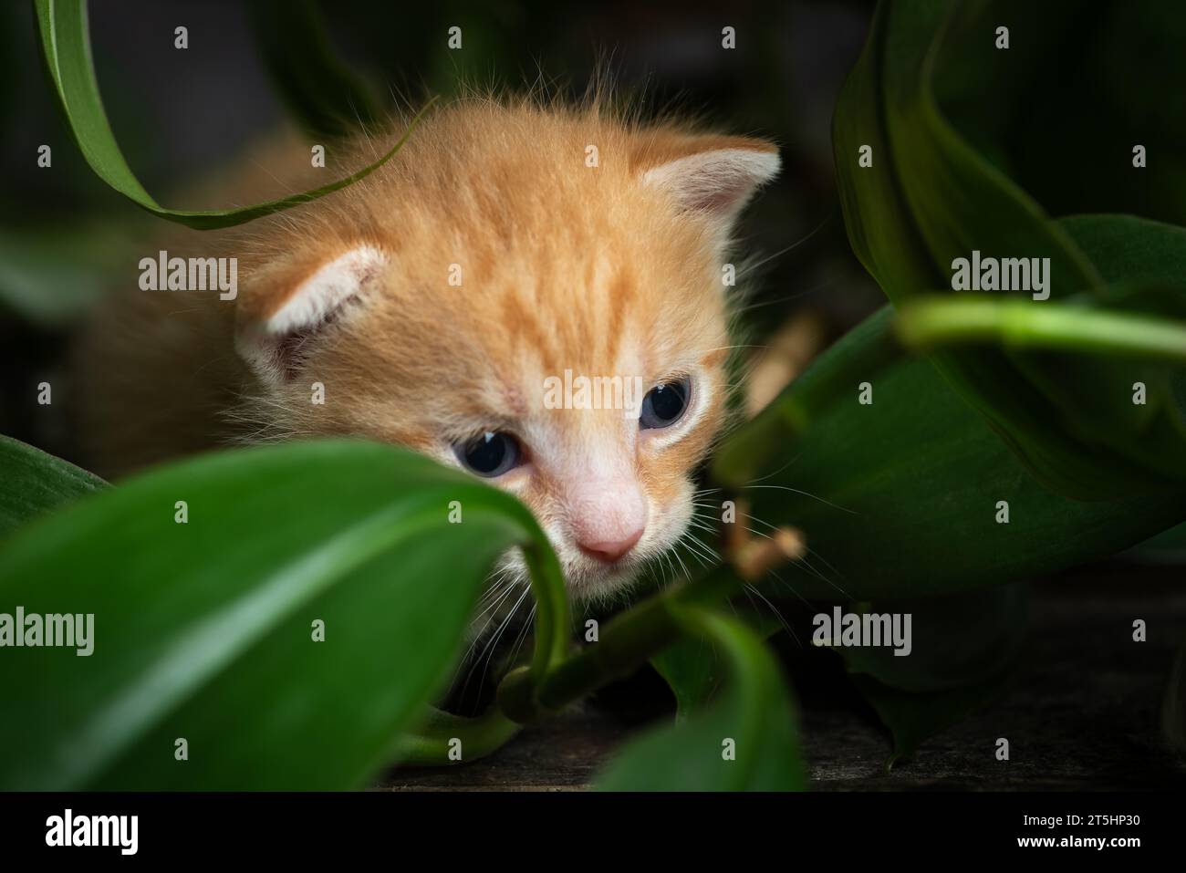 Cute newborn yellow kitten is hiding behind the green leaves of an indoor flower Stock Photo