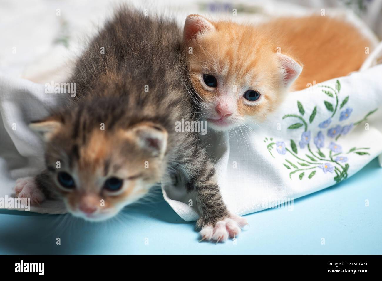 Two adorable newborn colorful kittens take their first clumsy steps in a basket Stock Photo