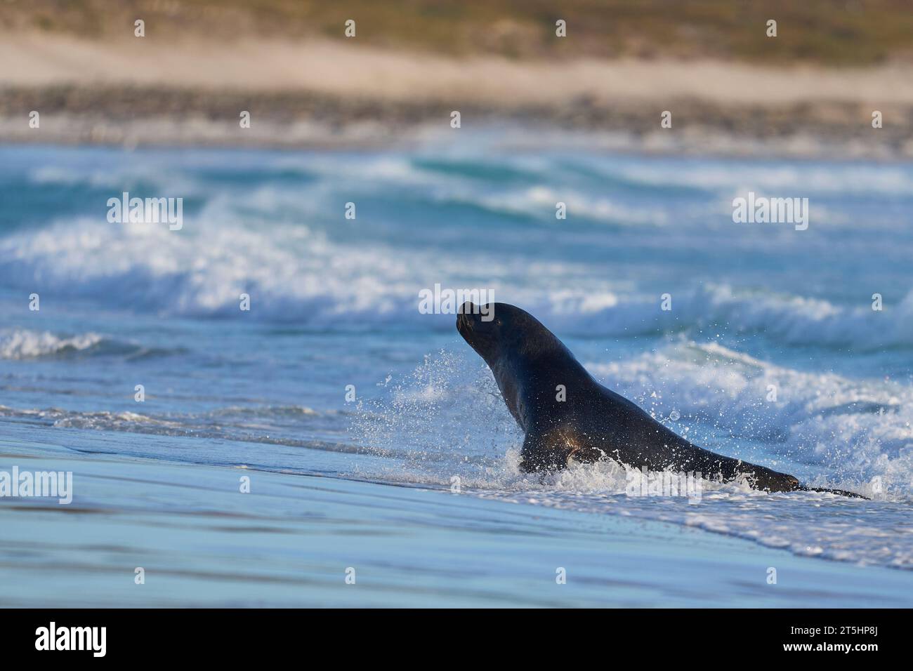 Sea lion hunting penguins hi-res stock photography and images - Alamy