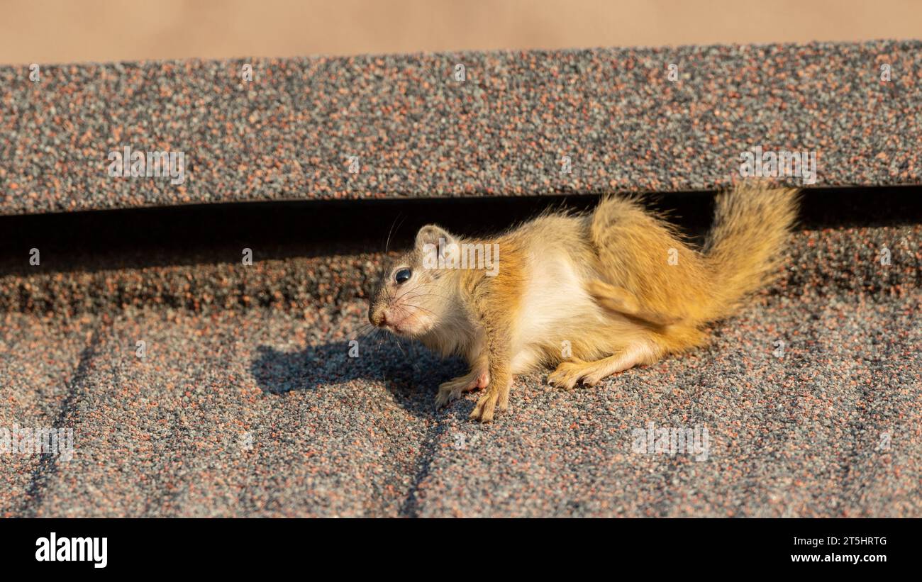 Smith's bush squirrel (Paraxerus cepapi) Stock Photo