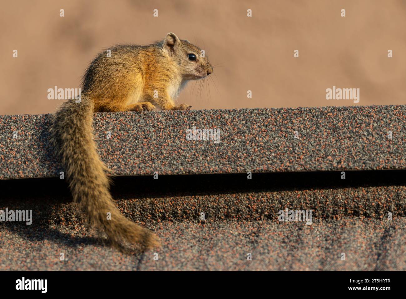 Smith's bush squirrel (Paraxerus cepapi) Stock Photo