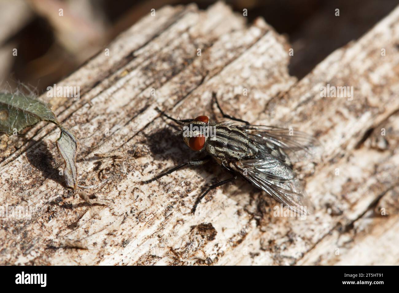 Fly of the species Sarcophaga carnaria on decaying tree trunk, Bocairent, Spain Stock Photo