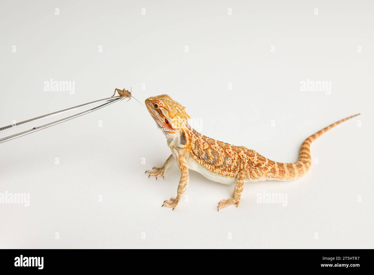 Bearded dragon, Feeding a lizard and crickets using metal