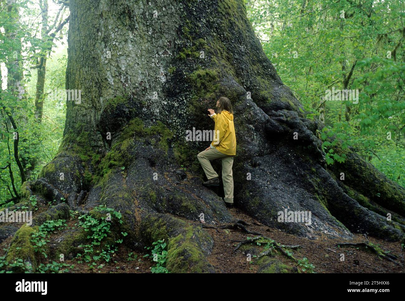 Worlds largest Sitka spruce (Picea sitchensis), Quinault River Valley, Washington Stock Photo