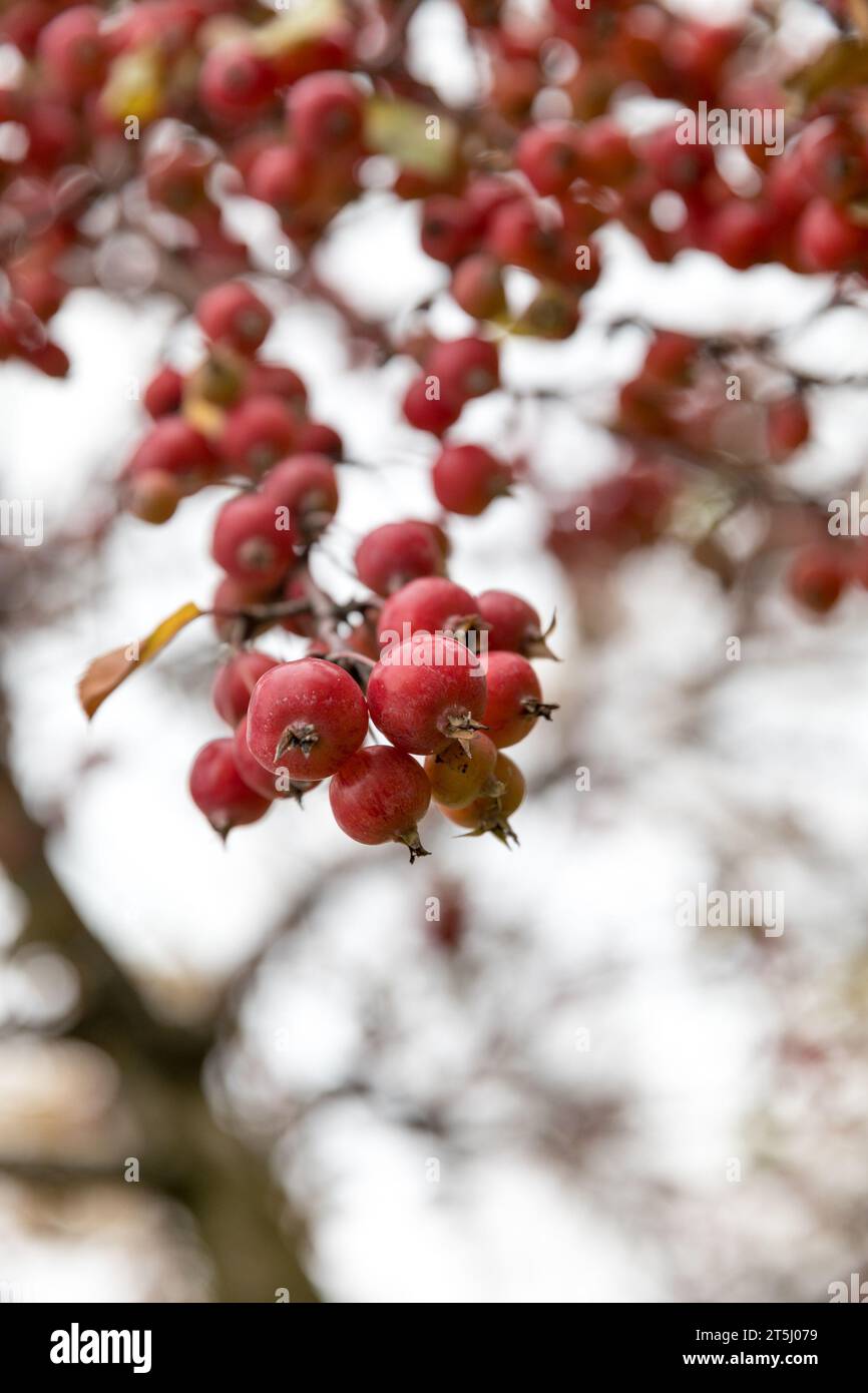 Ripe wild crabapples on the branches of the apple trees in autumn. fruits of malus sieboldii, closeup, cloudy day Stock Photo