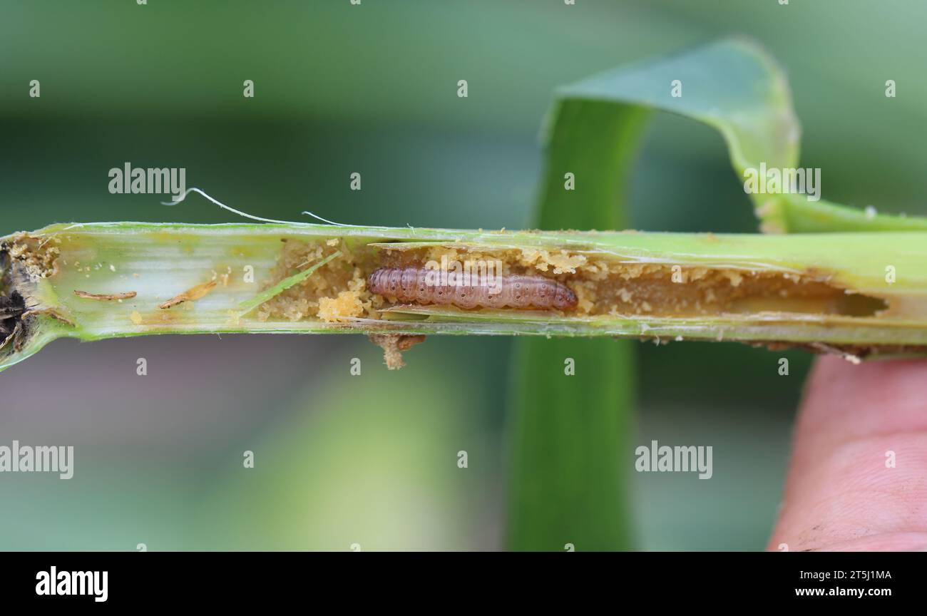 European Corn Borer (Ostrinia nubilalis), larva in maize (corn) stalk