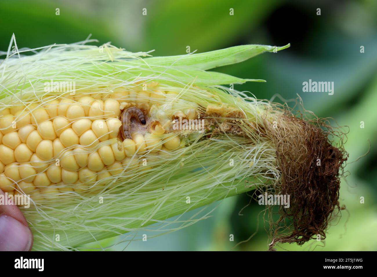 Maize, corn cob damaged by larva, caterpillar of European Corn Borer