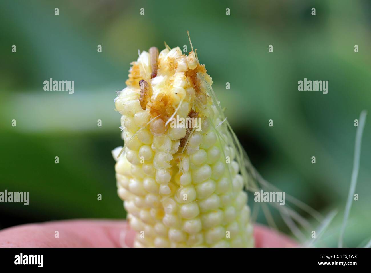 Maize, corn cob damaged by larva, caterpillar of European Corn Borer