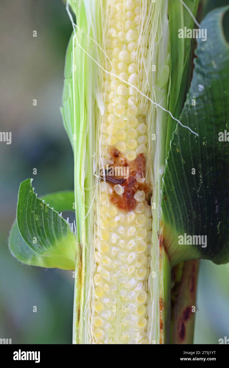 Maize, corn cob damaged by larva, caterpillar of European Corn Borer