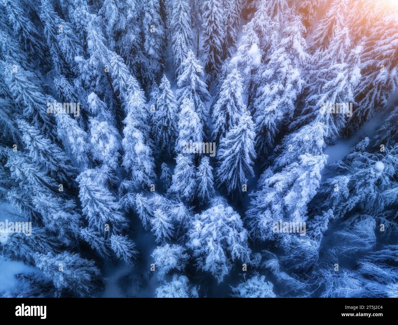 Snowy pine trees hi-res stock photography and images - Alamy