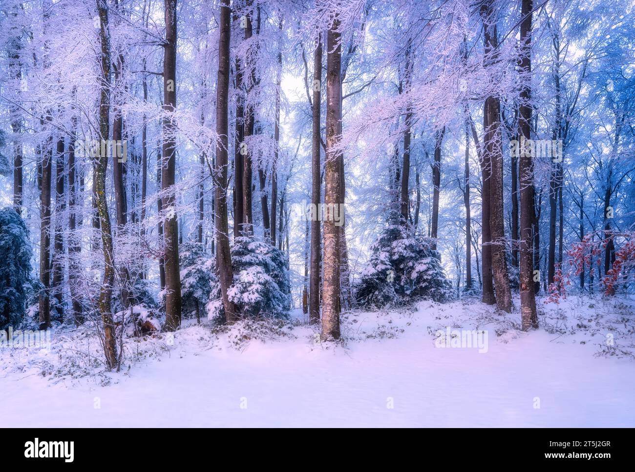 Snowy forest in amazing winter at sunrise. Trees in hoar Stock Photo ...