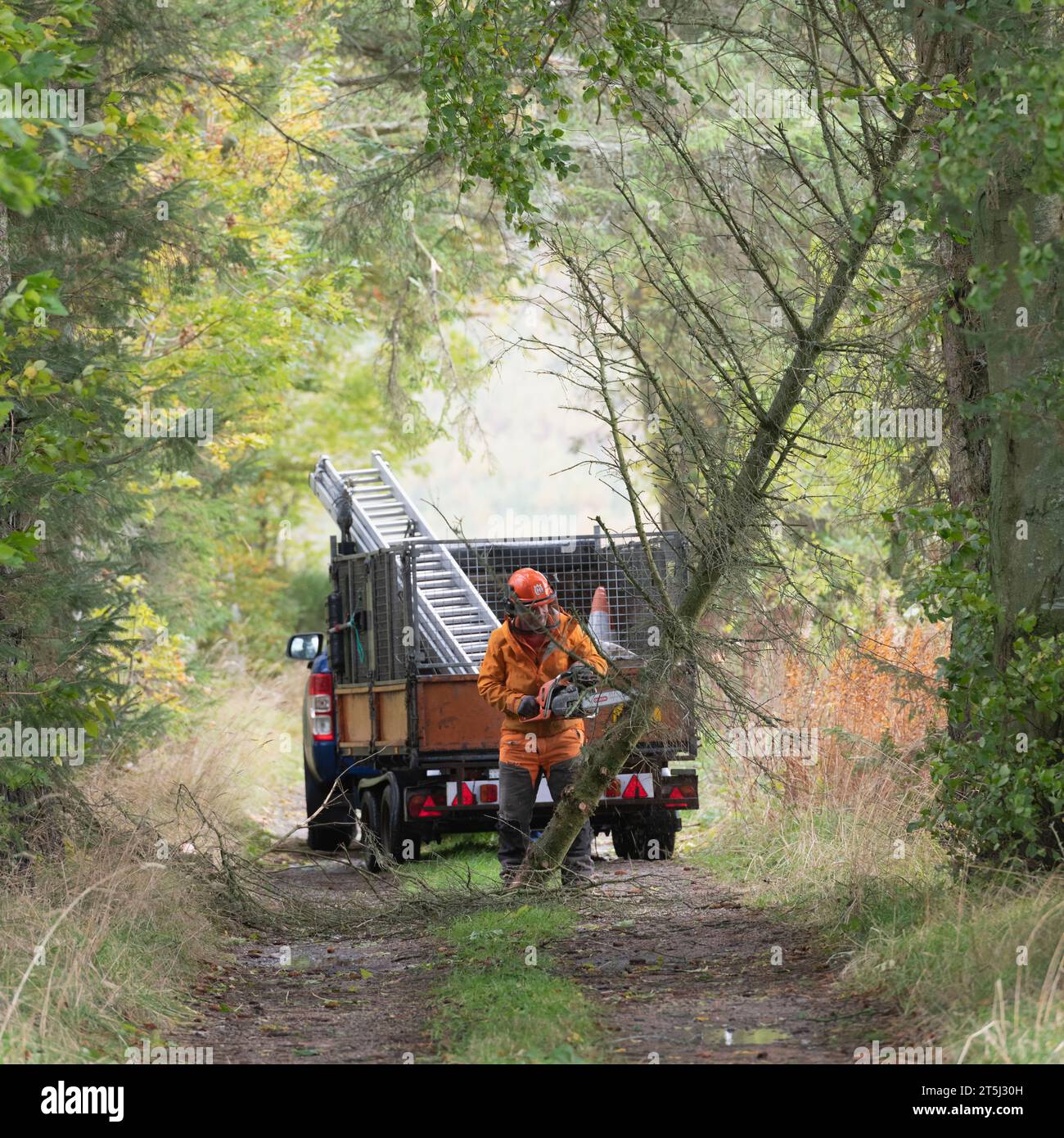 A Chainsaw Operator Clearing Up a Fallen Tree Blocking a Track in Rural Aberdeenshire Stock Photo