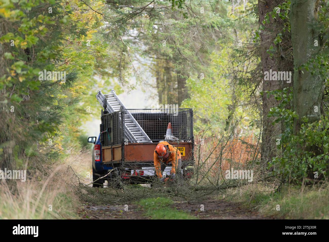 A Tree Surgeon Clearing a Felled Tree from a Tree-Lined Track in Aberdeenshire After Storm Babet in October 2023 Stock Photo
