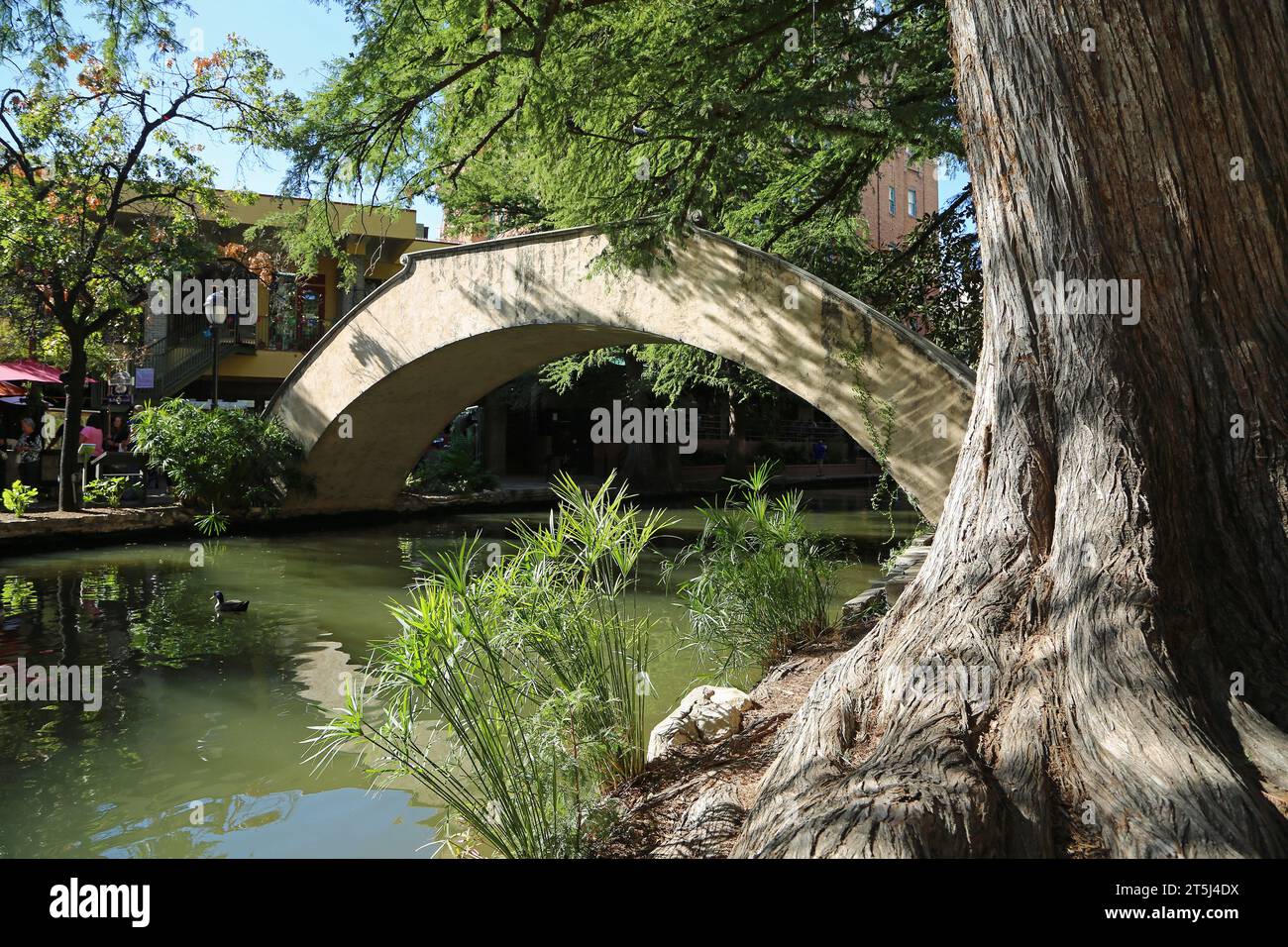Arch bridge and cypress tree San Antonio, Texas Stock Photo Alamy