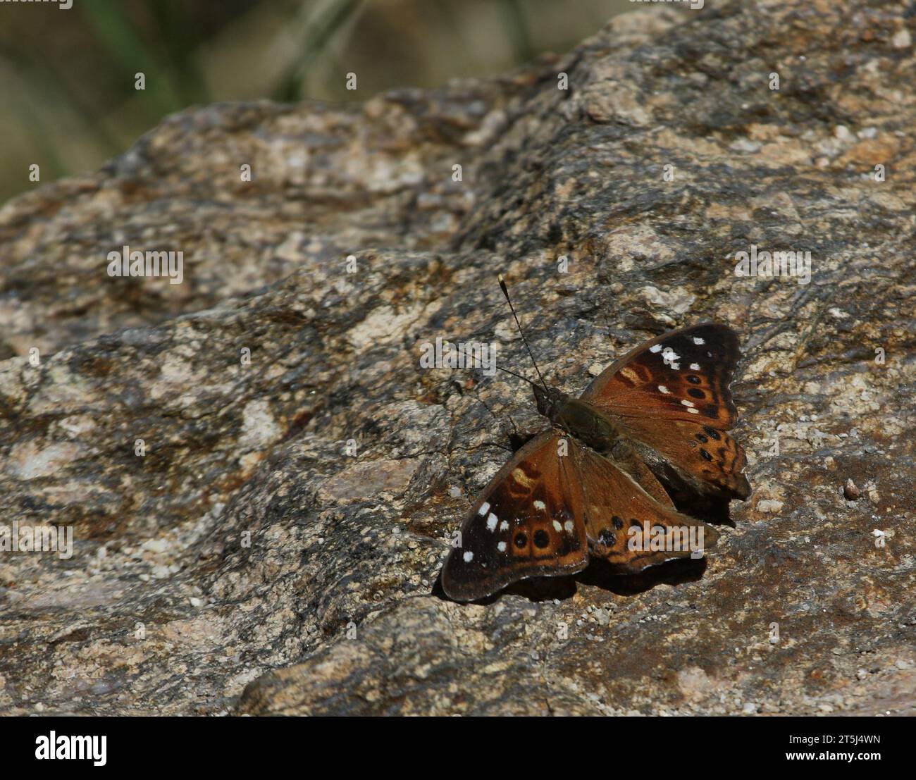 An Empress Leilia (Asterocampa leilia) butterfly resting on a granite rock.  Shot in a canyon just outside of Tucson, Arizona. Stock Photo