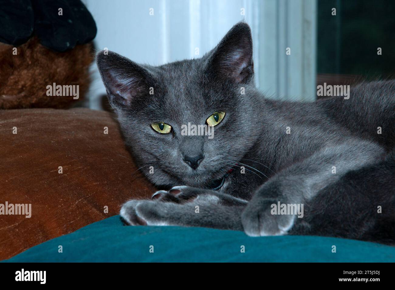 Russian Blue Kitty staring at camera. Stock Photo
