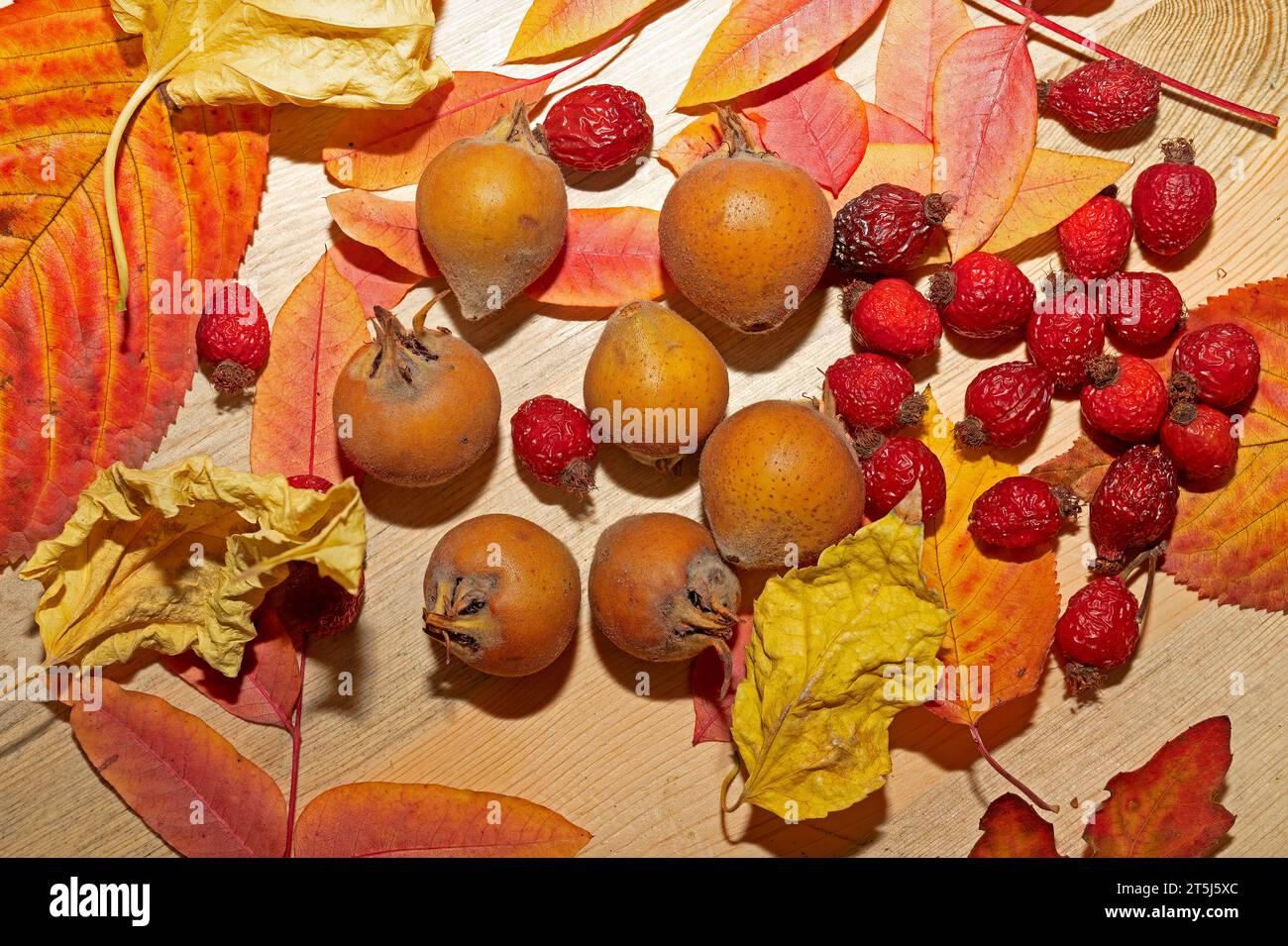 Fresh ripe organic medlar fruit and rose hips on wood and among autumn leaves. Healthy food Mespilus germanica and rose hips. Stock Photo