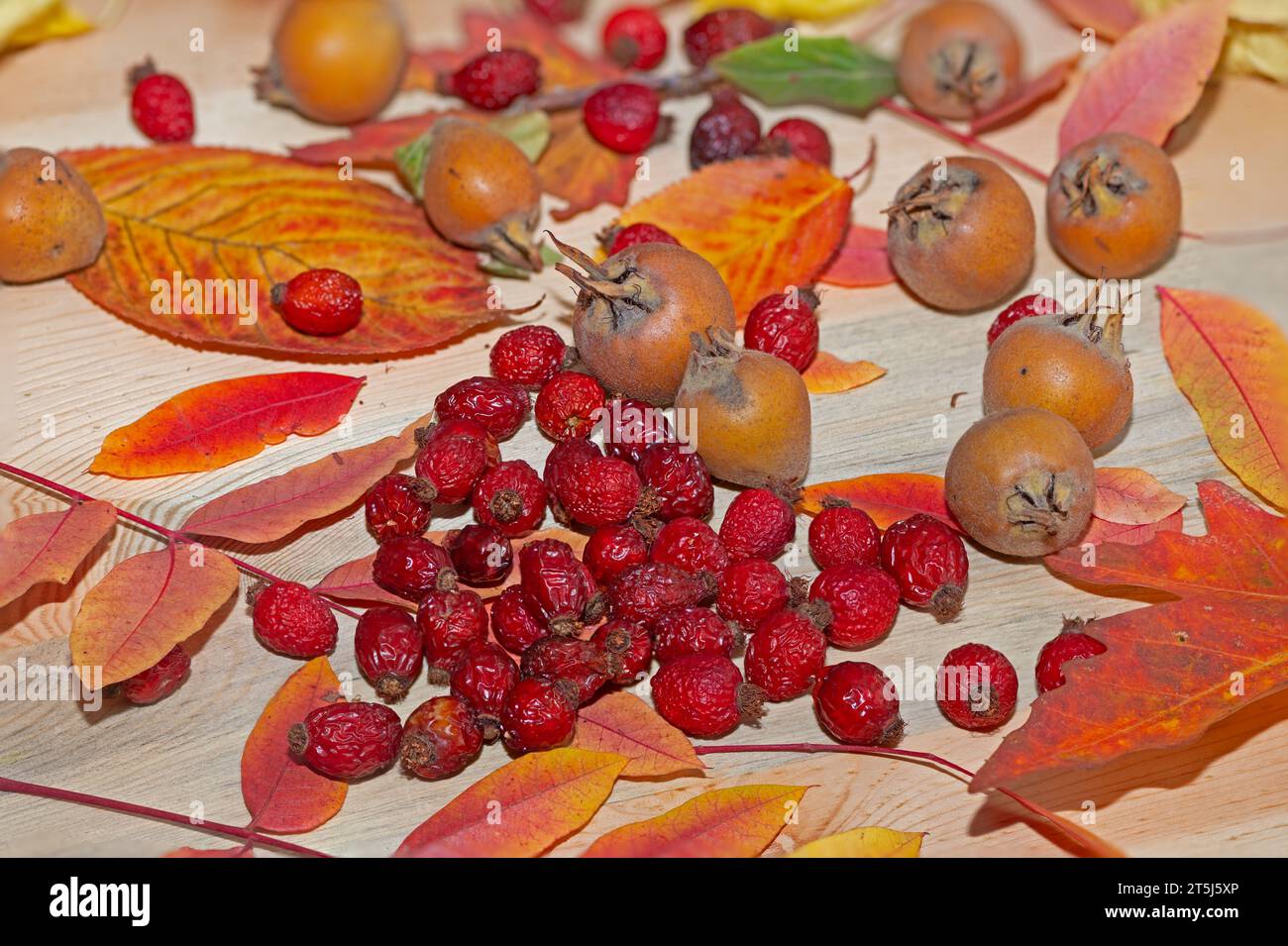 Fresh ripe organic medlar fruit and rose hips on wood and among autumn leaves. Healthy food Mespilus germanica and rose hips. Stock Photo