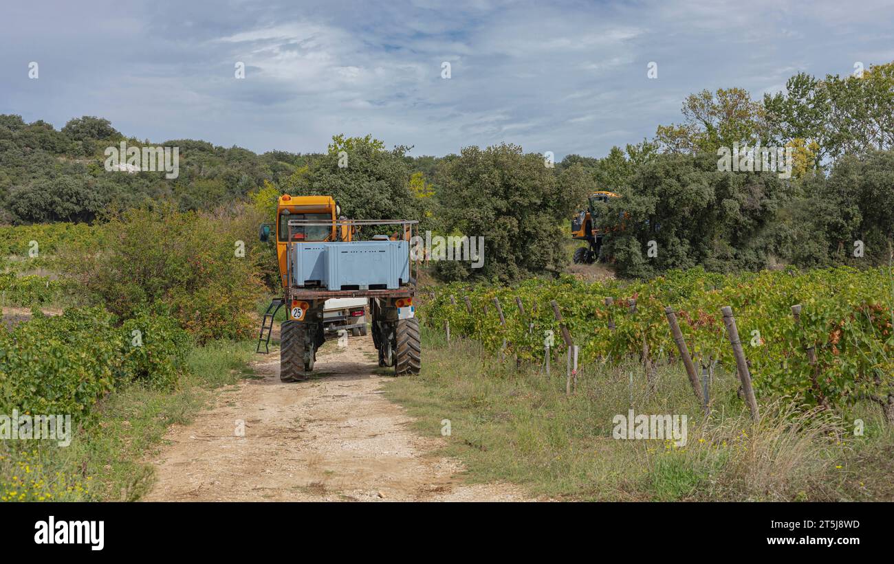 Southern France, Provence, France - September 27th 2021 - Transporting grapes on a tractor in bins during the autumn harvest in France Stock Photo