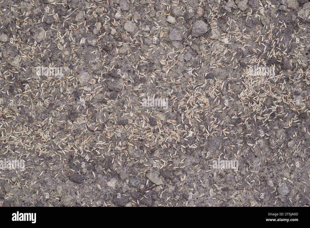 Wintergrass seeds hires stock photography and images Alamy