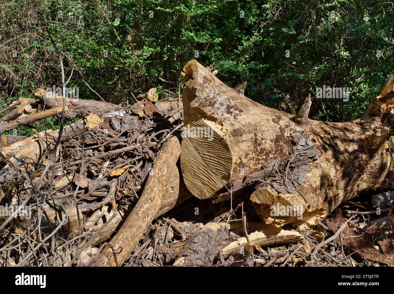 Cypress trees cut down in a forest leaving a large pile of debris. Logging industry and tree removal conceptual image. Stock Photo