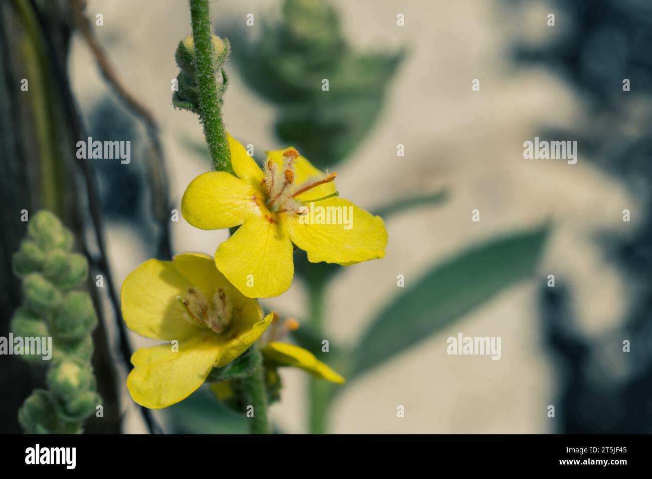 Detail of yellow verbascum flowers with orange stamens in the field on a fall day Stock Photo