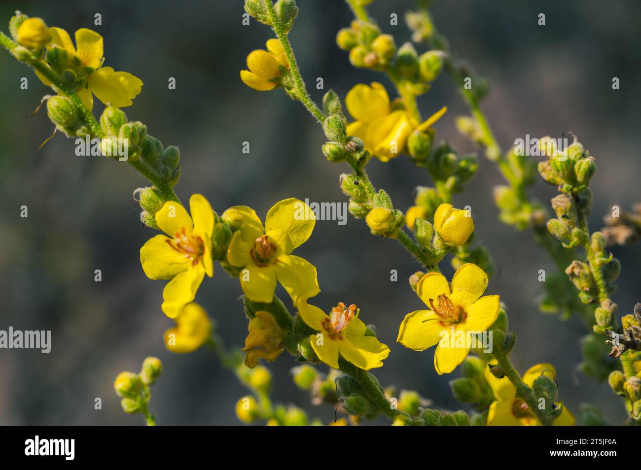 Detail of yellow verbascum flowers with orange stamens in the field on a fall day Stock Photo