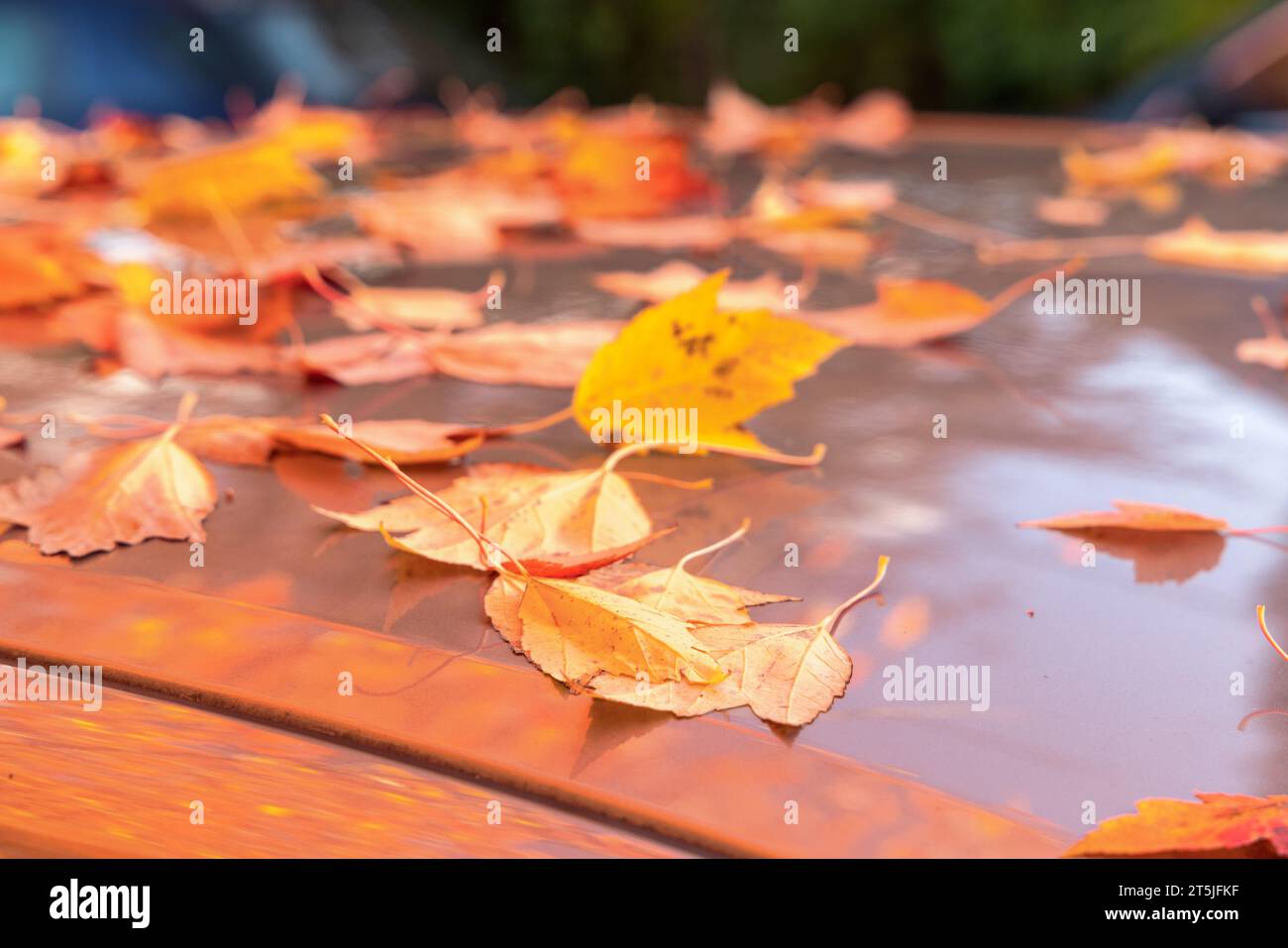 Fallen yellow and orange leaves on a car roof in Autumn in Vancouver, British Columbia, Canada. Stock Photo