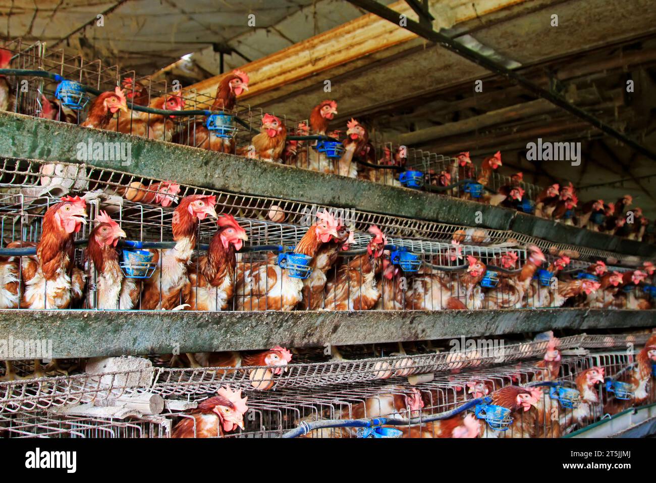 Cage layers hi-res stock photography and images - Alamy